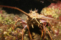   Lobster checking me Belize  